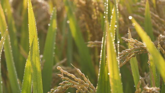夏日秋后成熟的水稻田水稻