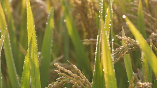 夏日秋后成熟的水稻田水稻视频素材模板下载