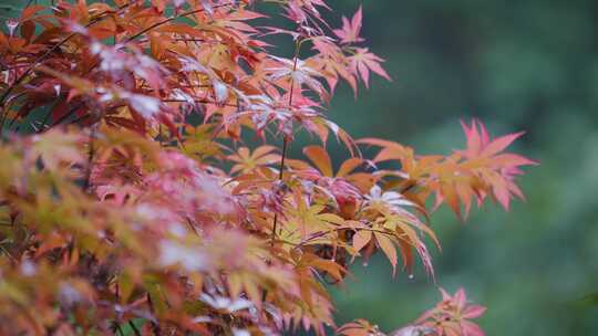 红枫叶下雨小雨秋雨秋天立秋