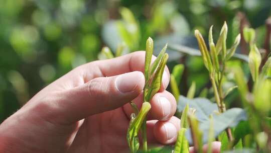 茶农用手抚摸茶叶慢镜头