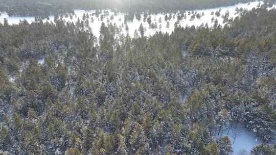 航拍下雪时的林海雪原绿色松林视频素材模板下载