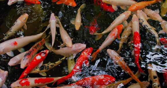 锦鲤，池塘，水上花园，鱼