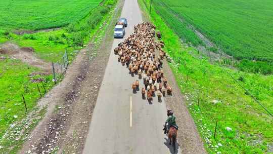 新疆唐布拉草原上牧羊人赶羊HDR航拍