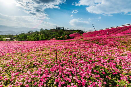 鲜花天空延时