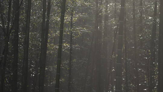 杭州西湖 灵隐寺 园林 森林 山水 庭院 安缦
