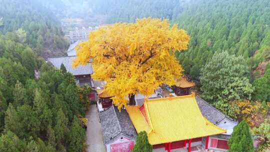 山东济南淌豆寺秋天航拍寺庙