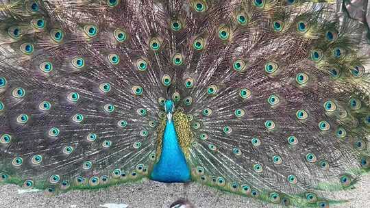 开屏孔雀特写素材