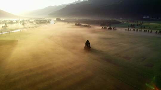 奥地利，风景，树，田野