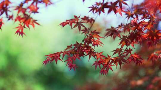 唯美风景红枫枫叶树叶红叶