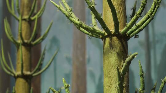 恐龙世纪远古植物模型视频素材模板下载