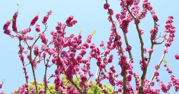 蓝天美丽的紫荆花盛开蜜蜂飞舞