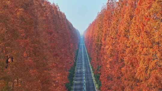 森林公路上行驶的车冬天红色水杉树航拍素材