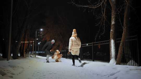 雪，狗，狗，阿富汗猎犬