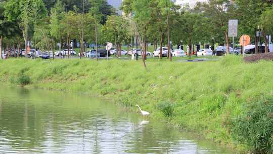 城市绿化、公园绿化、生态城市、公园景观