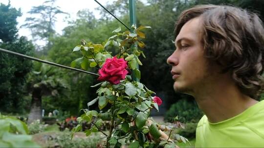 有趣的男人正在闻到树上的一朵大红玫瑰视频素材模板下载