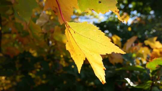 秋天金黄的树叶枫叶大特写视频素材模板下载