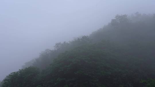 清晨森林鸟叫山雾