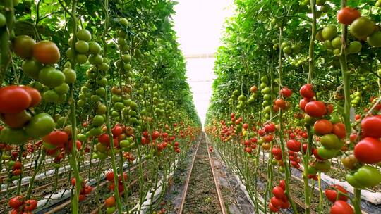 种植番茄农场
