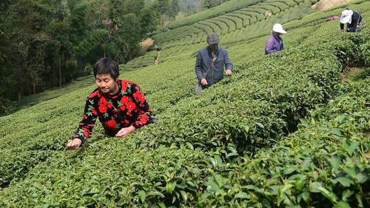 茶叶茶绿茶采茶茶山春茶茶园4K实拍