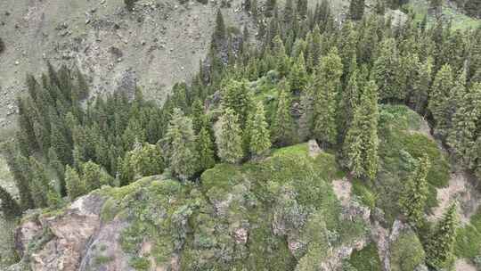 航拍新疆天山山脉云杉森林景观