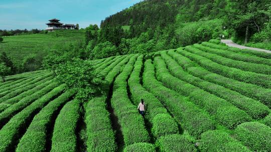 晴天茶园茶海茶山航拍