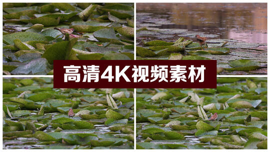 池塘里 莲叶上的小鸟 跳跃的小麻雀视频素材模板下载