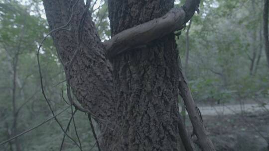 夏季深山里的植物和风景LOG