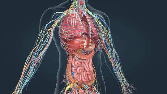 医学人体解剖消化系统上消化道三维动画