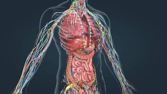 医学人体解剖消化系统上消化道三维动画视频素材模板下载