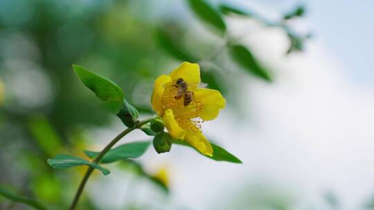 采蜜授粉的蜜蜂小黄花上特写慢镜头