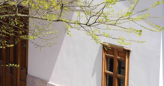 江南春天中式园林绿树庭院民居空镜