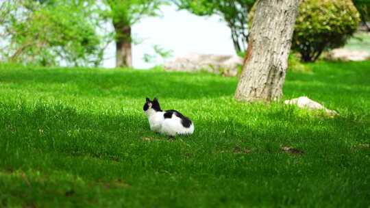 阳光草地上休闲的猫