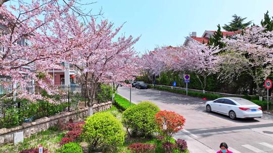 青岛春天樱花赏春