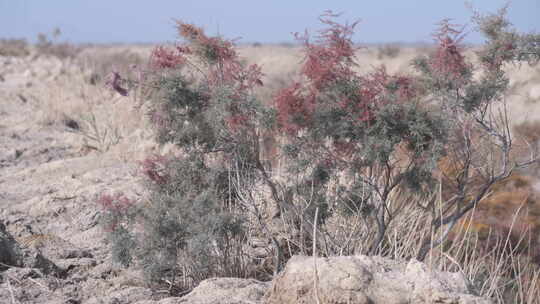 新疆秋天沙漠植被4K素材