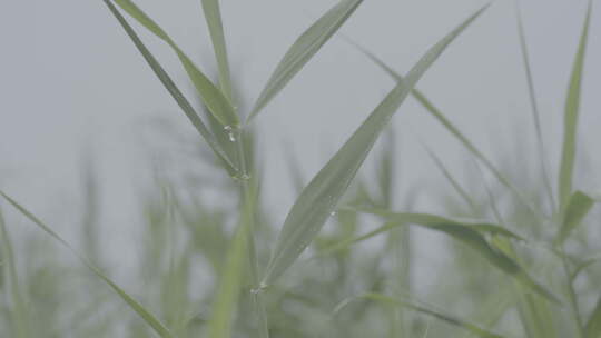 浙江杭州西溪湿地夏季自然户外雨后芦苇露水