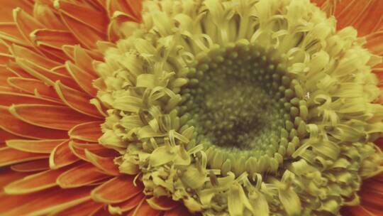 【镜头合集】鲜花摄影非洲雏菊橘黄色视频素材模板下载