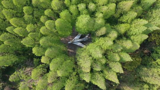 上海 崇明岛 汽车 旅拍 风景 树林视频素材模板下载