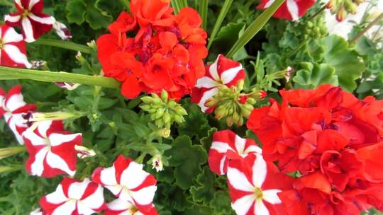 红色和白色花瓣的花