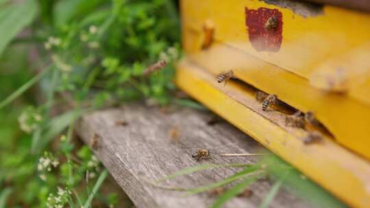 蜜蜂，蜂巢，飞行，养蜂
