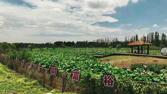 运河荷花