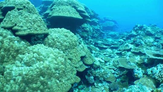 海洋丰富鱼类珊瑚生物合集