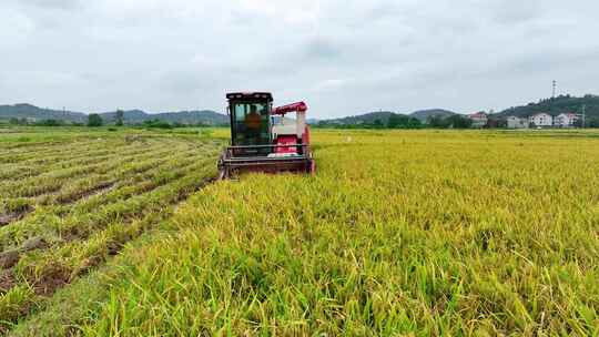 4K农村种粮大户大片金灿灿稻田收割4