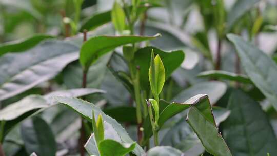 西湖龙井茶树上的茶叶嫩芽特写