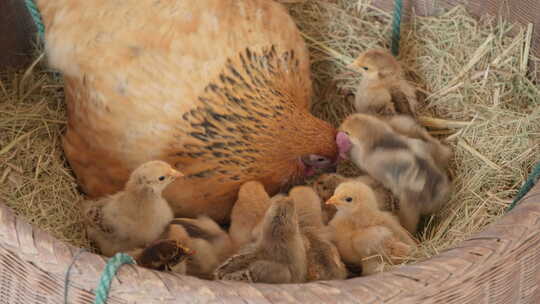 农村家禽散养老母鸡刚出生的小鸡苗视频素材模板下载