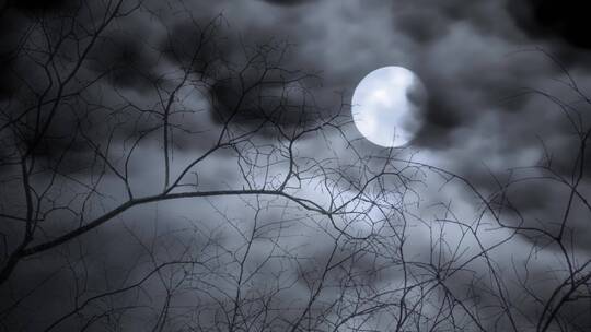 夜晚 树梢上的月亮