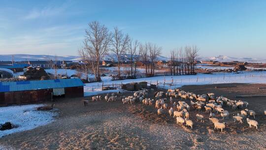 航拍内蒙古特泥河农场版画雪村视频素材模板下载