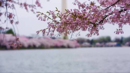 樱花盛开的景观视频素材模板下载