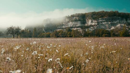 法国田野里的雏菊景观