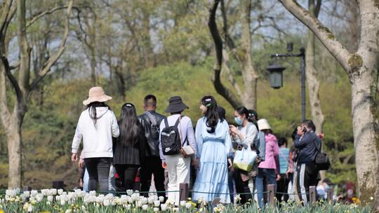 杭州西湖太子湾春天郁金香盛开