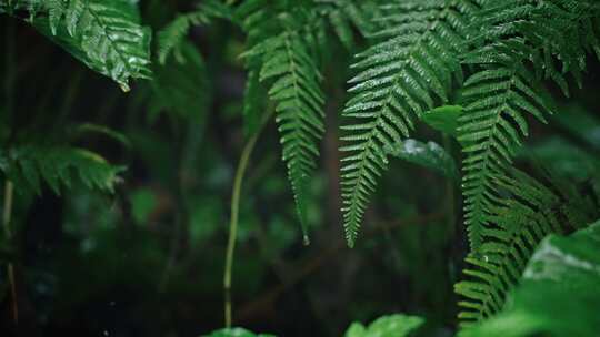 【正版素材】春天植物